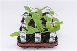 Bild von Courgette Rond Bio